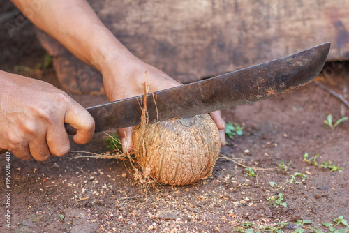 Close-up of hands cutting a coconut using a knife on the ground. Traditional food preparation and manual skill concept