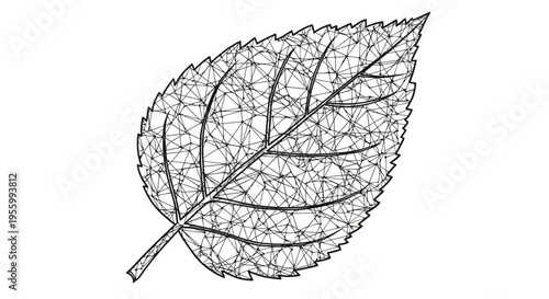 Detailed drawing of a leaf.