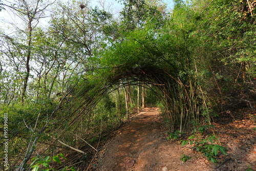 A narrow dirt trail winding through a lush tropical forest with sunlight filtering through trees, dry leaves covering the ground, creating a peaceful and natural hiking atmosphere.
