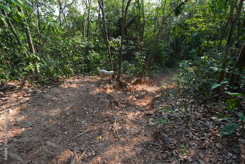 A narrow dirt trail winding through a lush tropical forest with sunlight filtering through trees, dry leaves covering the ground, creating a peaceful and natural hiking atmosphere.