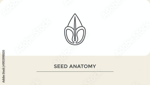 Seed Anatomy Icon: Detailed Outline of a Plant Seed's Internal Structure