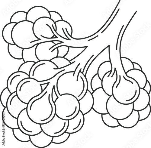 Alveoli cluster anatomy medical line art vector illustration