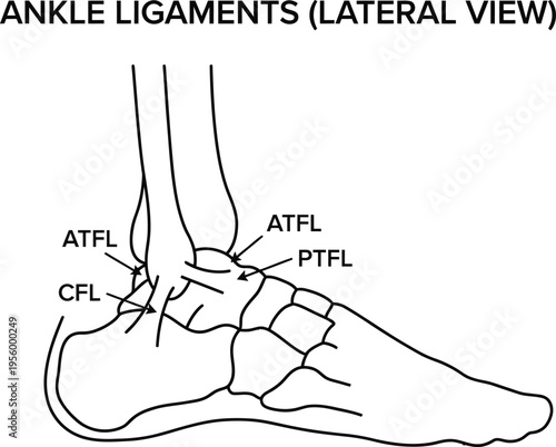 Ankle ligaments anatomy medical line art vector illustration