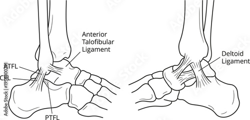 Human ankle joint ligaments medical line art vector illustration