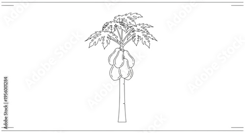 Papaya Tree with Fruit Outline Drawing - Vector Illustration
