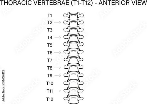 Thoracic vertebra spine anatomy medical line art vector illustration