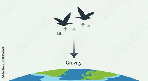 Birds flying illustrating lift and gravity forces on earth