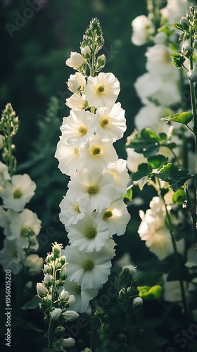 Majestic hollyhock blooms with their bright white petals stand proudly against the verdant, leafy backdrop