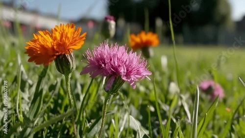 Vibrant Wildflowers in Bloom Amidst Lush Green Grass under Clear Blue Sky on a Sunny Day