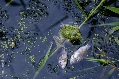 Bilde på lerret Live frog sits next to dead fish in polluted city canal water