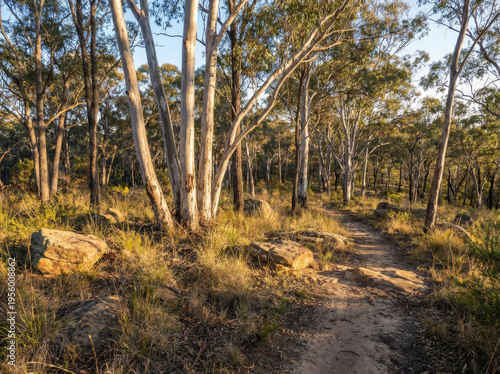 A dirt path winds through a sun-dappled eucalyptus forest with large rocks scattered along the trail.