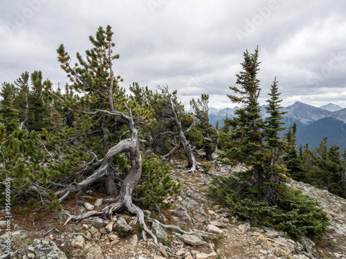 Twisted pine trees clinging to a rocky mountain ridge under a cloudy sky.