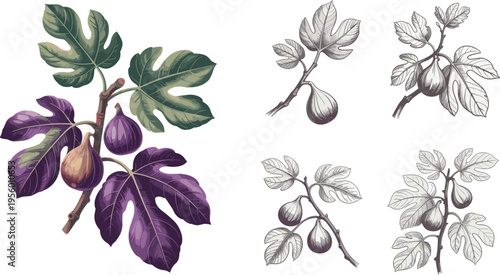 Illustration of fig tree branch with ripe figs green and purple leaves botanical vintage style detailed natural fruit artwork design