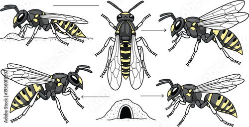 Wasp insect detailed anatomy and behavior vector illustration flying positions and nest diagram scientific wildlife design set