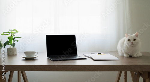 Remote work home office with white cat sitting beside laptop, coffee cup, notebook and plant on wooden desk, minimal workspace, freelance productivity, business environment with natural indoor light