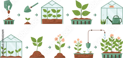 Plant growth stages in greenhouse with watering gardening tools and blooming flowers step by step process cartoon vector illustration set
