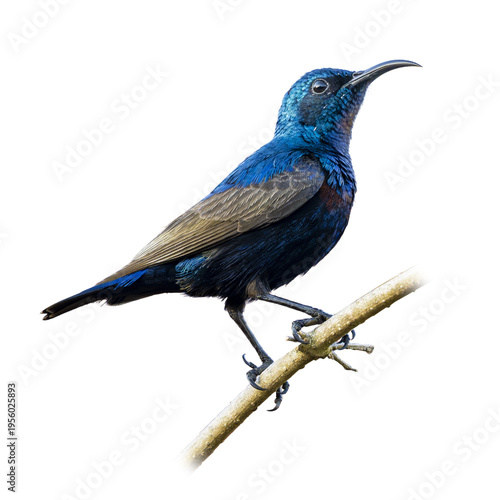 Purple Sunbird Male Perched On Branch Displaying Iridescent Blue Plumage And Curved Bill Against Clean Background