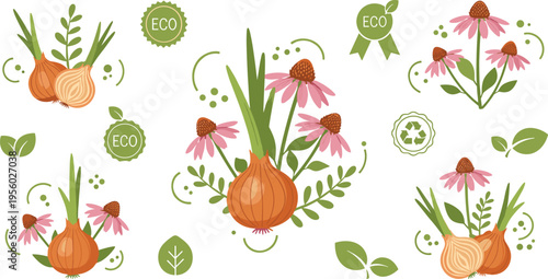 Organic onion and echinacea herbal plants with eco labels natural farming botanical vector illustration sustainable healthy food concept