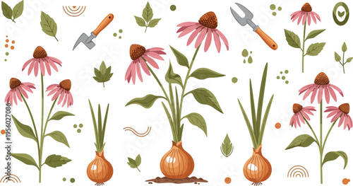 Gardening tools with onion bulbs and echinacea flowers botanical vector illustration set natural herbal plants and garden elements design
