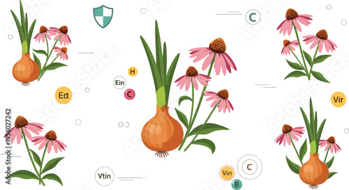 Onion and echinacea medicinal plants with vitamins and immunity symbols flat vector illustration