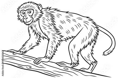 Macaque Monkey Walking on Tree Branch: Detailed Line Art Illustration"