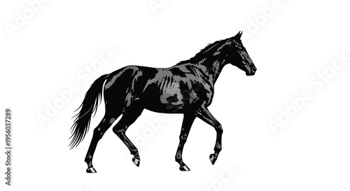 A powerful black horse walks gracefully against a white background.