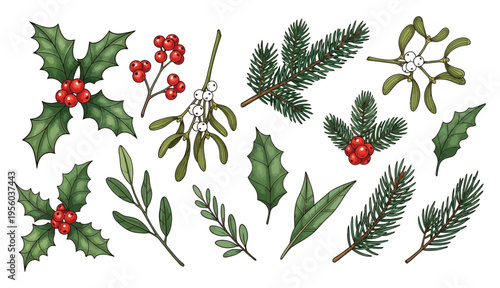 Winter evergreen foliage and berry clipart set in transparent PNG format. Hand drawn holly, fir branches, mistletoe and winter leaves for festive decor, seasonal crafts and holiday design. 
