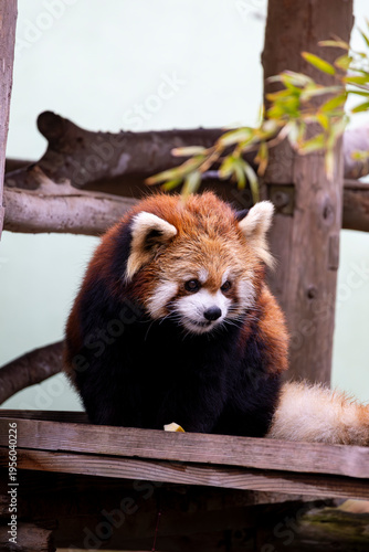 レッサーパンダ