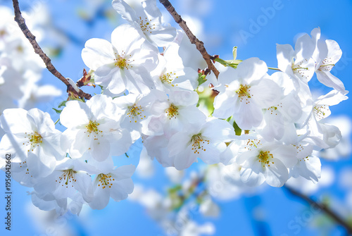 Cuadro en lienzo 静岡県静岡市の久能山東照宮で春の光を浴びて輝く満開の桜のクローズアップ/Close-up of Full Bloom Cherry Blossoms Shini