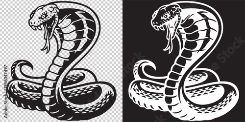 two cobras facing each other in aggressive stance vector illustration