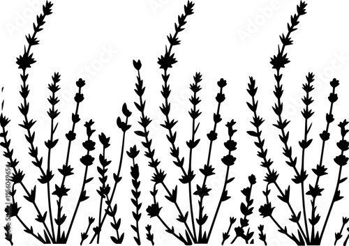 Black silhouette of lavender stalks with small buds against a white background plant