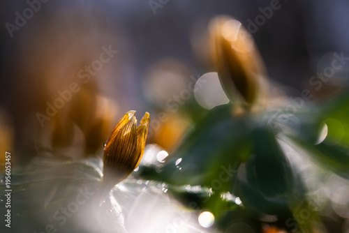 Liście rannika z rosą w lesie – przekwitnięte kwiaty w porannym świetle