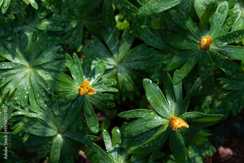 Dziko rosnący rannik wiosenny – liście rannika i rosa w naturalnym środowisku leśnym