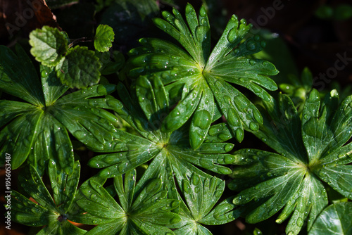Dziko rosnący rannik wiosenny – liście rannika i rosa w naturalnym środowisku leśnym