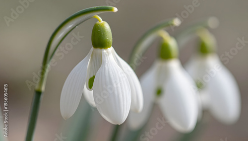 Snowdrop Trio in Bloom: Three delicate snowdrop flowers stand tall, their pristine white petals and vibrant green accents capturing the essence of spring's gentle awakening.