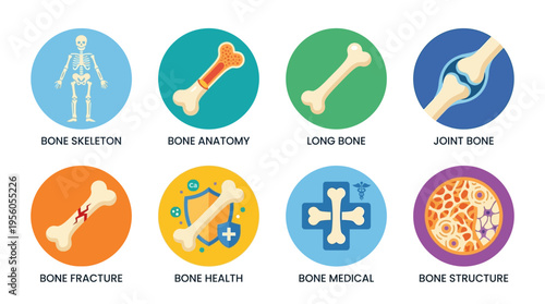 Vector illustration of human bones in various anatomical and medical conditions showing skeleton, fracture, health, and structure in a medical setting