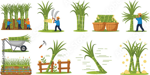 Sugarcane Farming Process Vector Illustration Set Featuring Planting, Harvesting, Cutting, Transporting and Organic Agriculture Crop Production Scenes