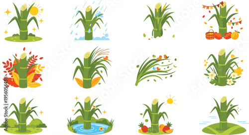 Sugarcane Growth Stages and Farming Process Set with Plant Development Harvest Seasons and Agricultural Elements Flat Cartoon Vector Illustration Collection