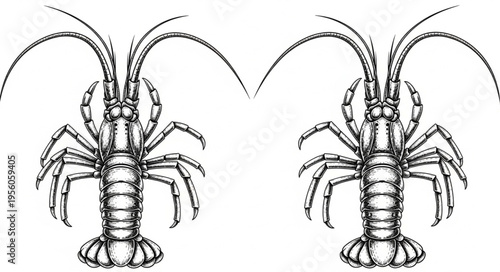 Two spiny lobsters facing forward, detailed black and white illustration.