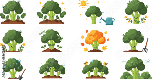 Broccoli Plant Growth Stages and Gardening Process Set with Watering Sunlight Harvest and Seasonal Changes Agricultural Cartoon Vector Illustrations for Farming and Education