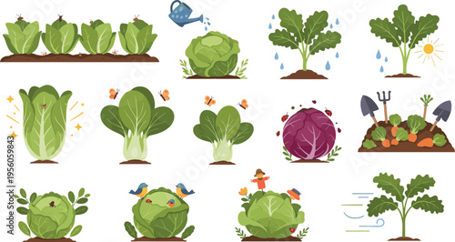 Cabbage Growth and Gardening Process Vector Illustration Set Featuring Planting, Watering, Harvesting, Organic Farming, and Vegetable Cultivation Stages Collection