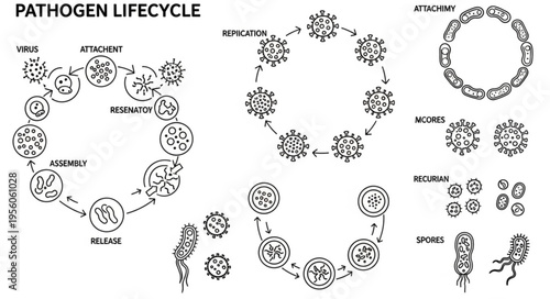 Infection Cycle and Microbial Growth Infographic Elements Vector Line Art Set