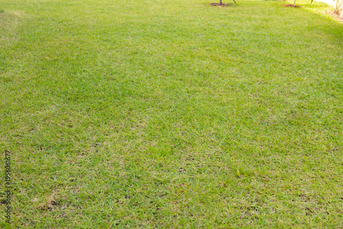 The lawn in the backyard.