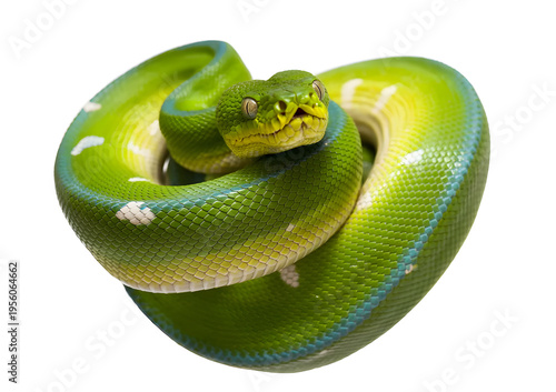 Green Tree Python Snake Coiled Isolated on White Background Exotic Reptile Animal