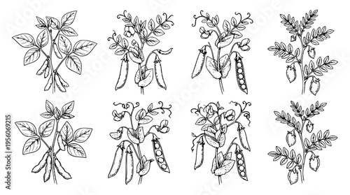 Vector graphic illustration of pea plant design elements