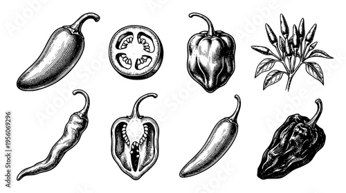 Various types of chili peppers and plant illustration