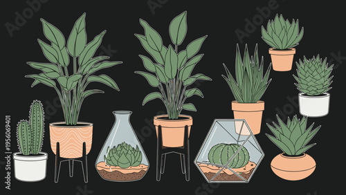 Assorted green houseplants and succulents in various terracotta pots and glass terrariums on a dark grey background.
