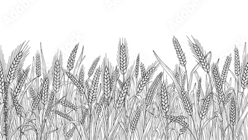 Horizontal line art illustration of a dense field of wheat stalks and ears for agricultural or bakery themes.