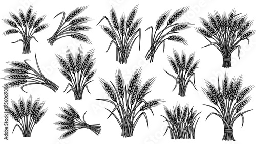 Collection of wheat bunches and grain stalks in a classic woodcut or engraving line art style for agricultural themes.