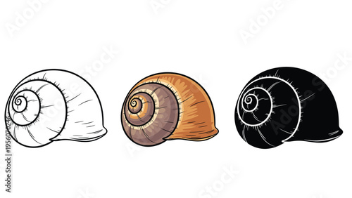 Three versions of a snail shell illustration including line art colored and black silhouette for biology or design use.
